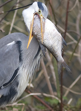 Blauwereiger_brasem291207N